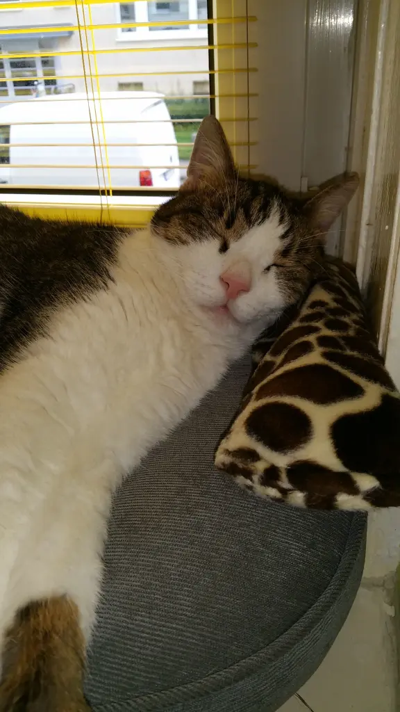 Condolence image of Tanja mit Timmy im Herzen