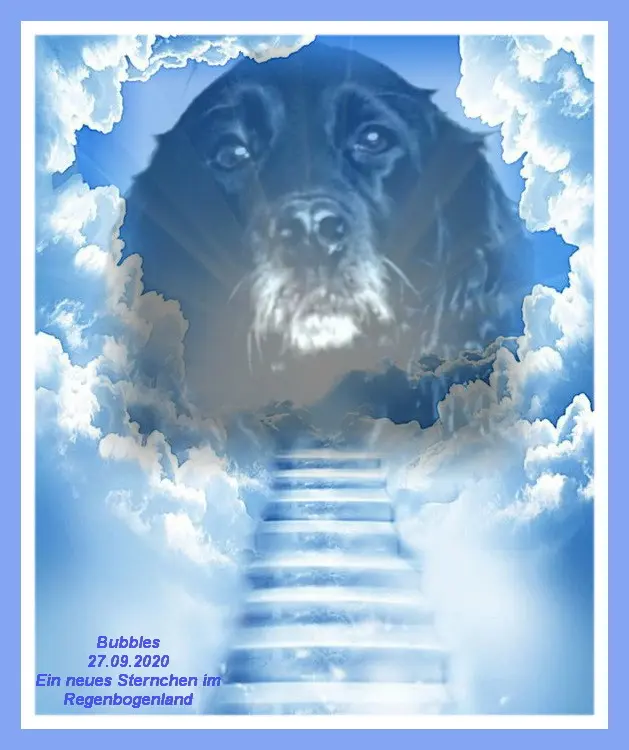 Condolence image of Sabine mit Kaspar tief im Herzen