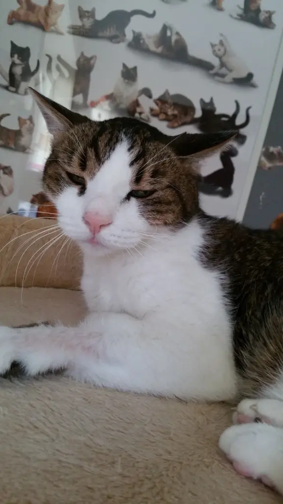 Condolence image of Tanja mit Timmy im Herzen