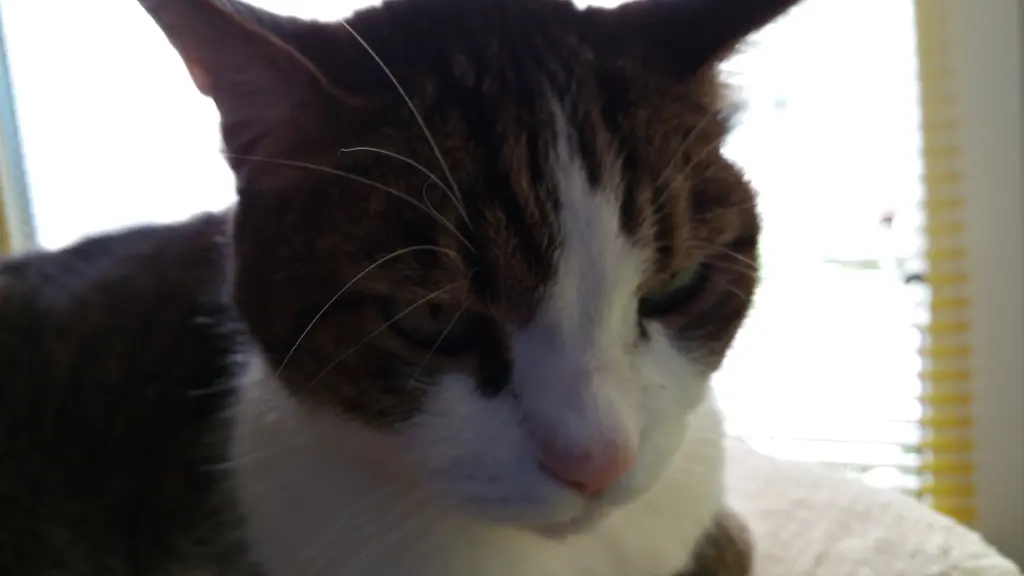 Condolence image of Tanja mit Timmy im Herzen