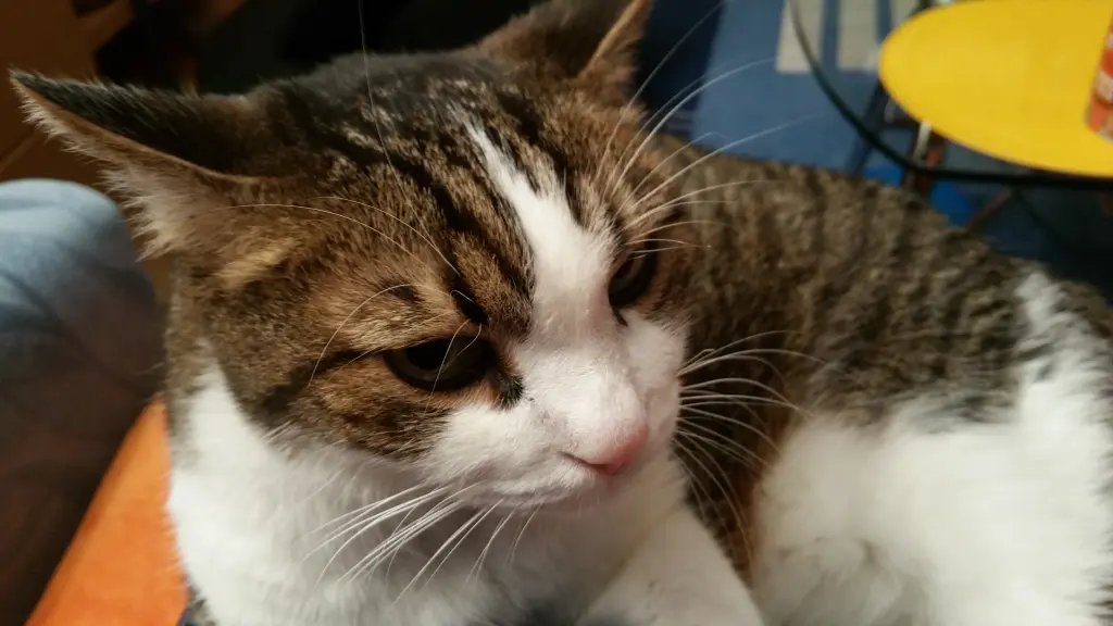 Condolence image of Tanja mit Timmy im Herzen