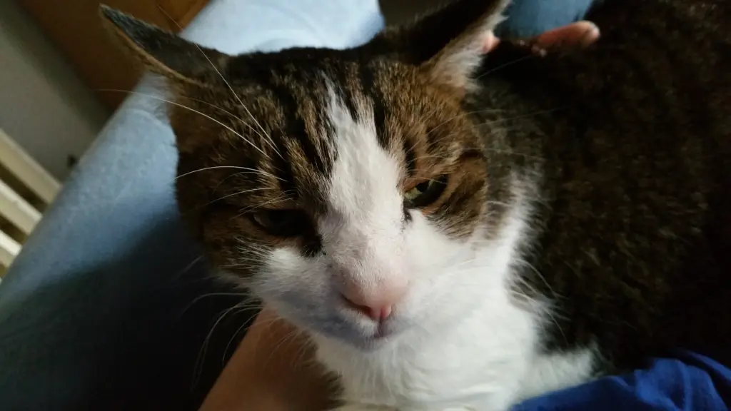 Condolence image of Tanja mit Timmy im Herzen