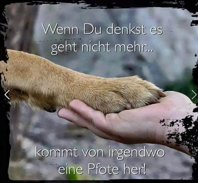 Condolence image of Tanja mit Timmy im Herzen