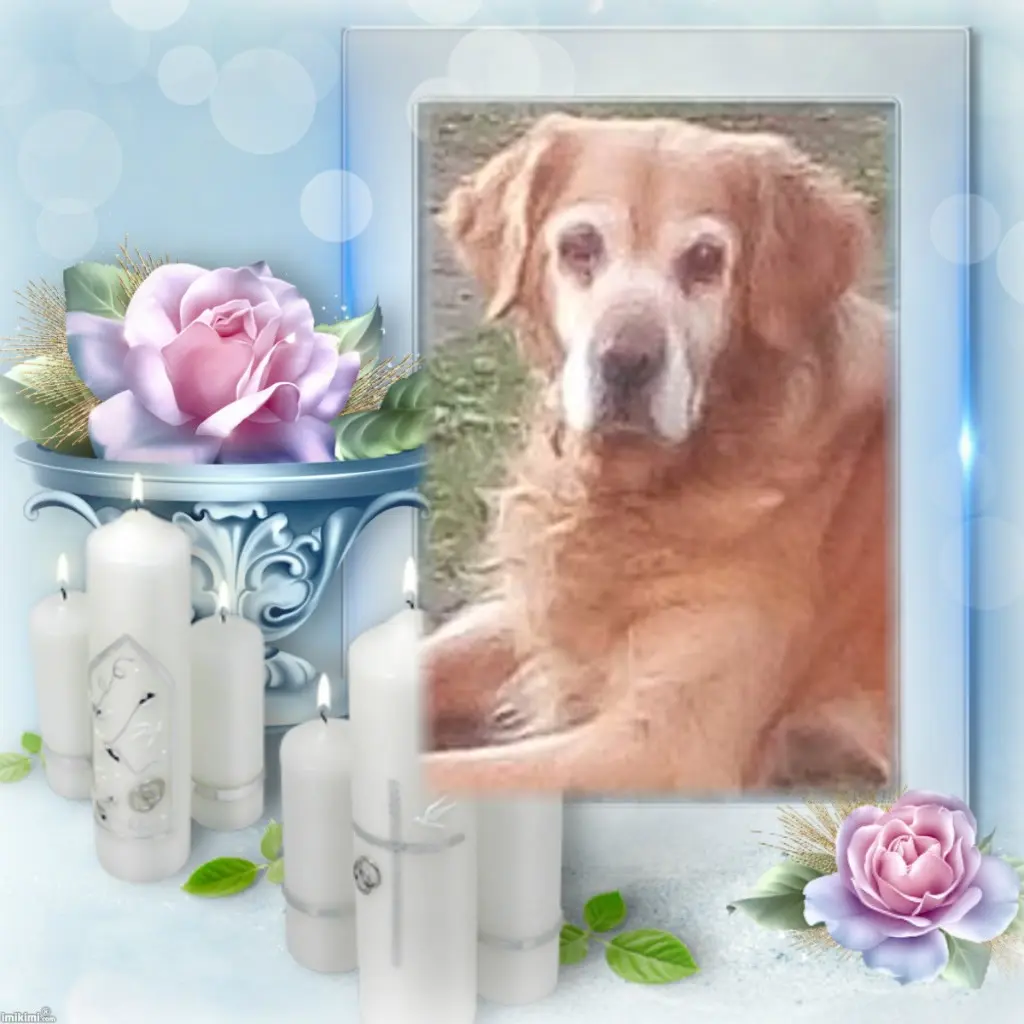 Condolence image of ❤️❤️❤️ALLEHEILIGEN❤️❤️❤️