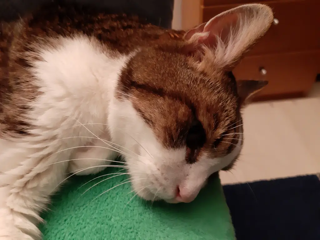Condolence image of Tanja mit Timmy im Herzen