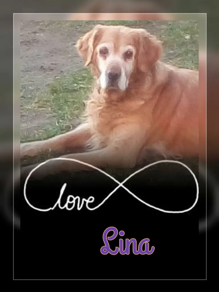 Condolence image of Dein dich immer liebendes Frauchen ❤️❤️