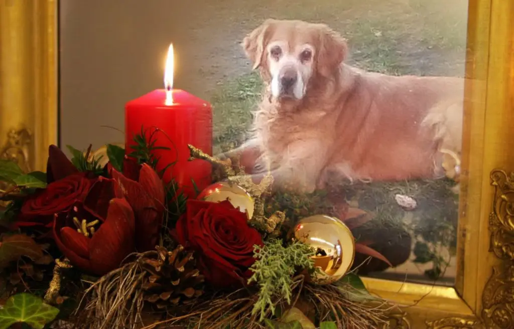 Condolence image of ❤️1. Advent❤️