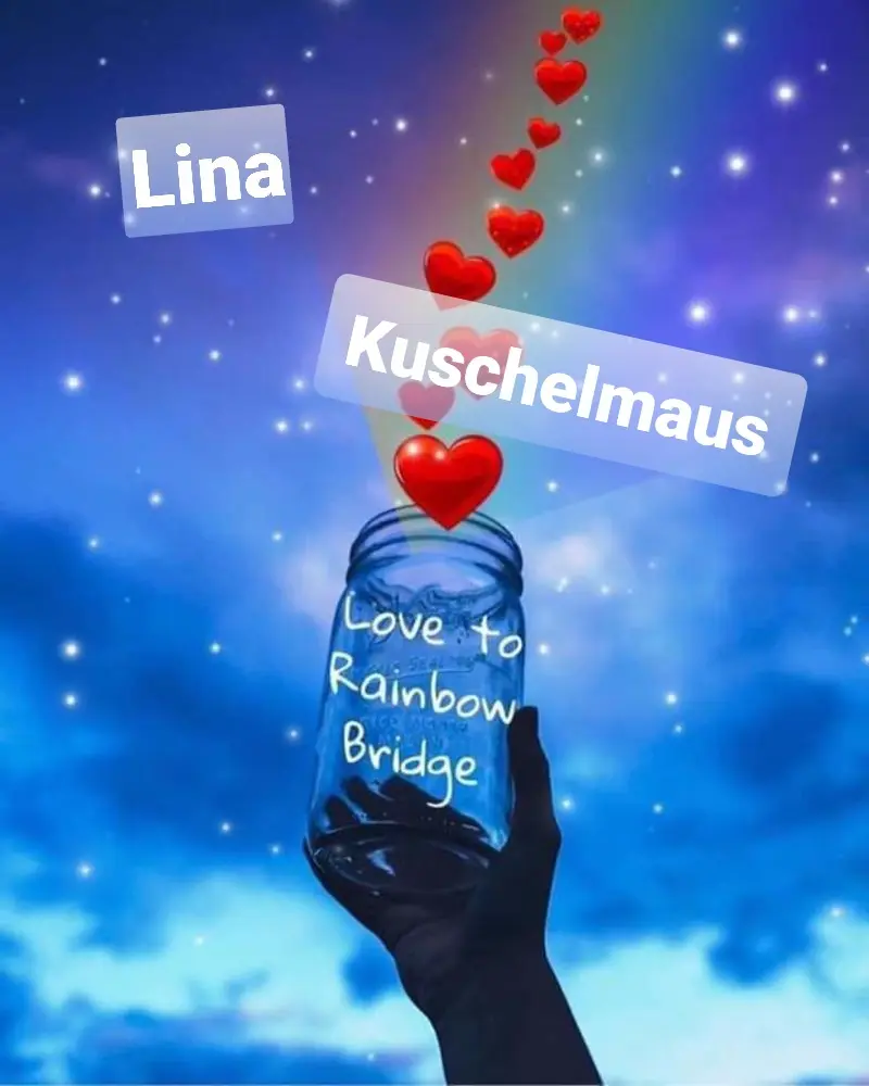 Condolence image of Tanja mit Timmy im Herzen