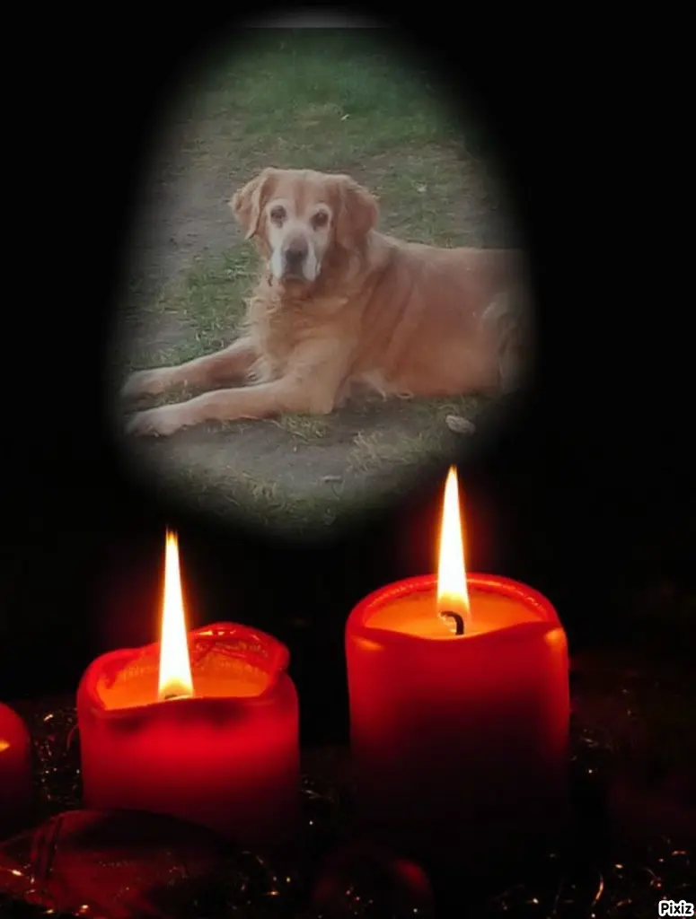 Condolence image of Purzel und Lina aus dem Regenbogenland
