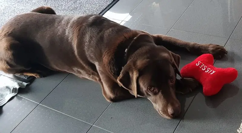 Condolence image of Jutta mit Flash ❤️