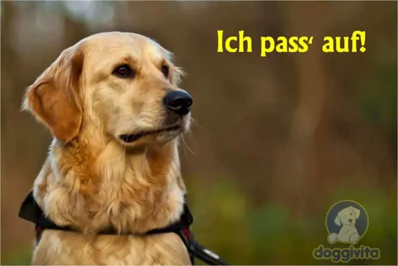 Condolence image of Tanja mit Timmy im Herzen