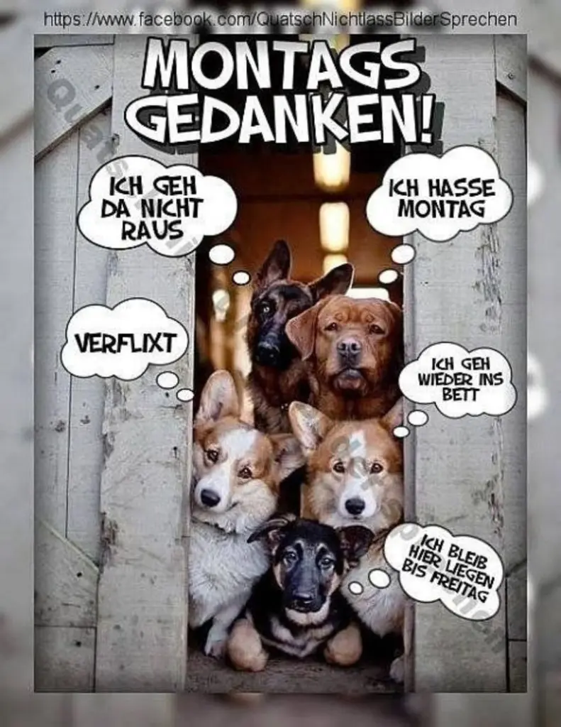 Condolence image of Tanja mit Timmy im Herzen