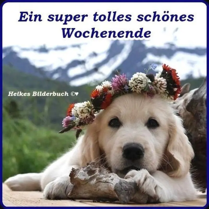 Condolence image of Tanja mit Timmy im Herzen 
