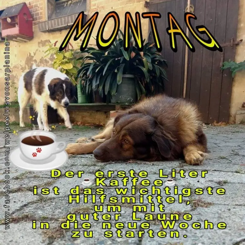 Condolence image of Tanja mit Timmy im Herzen 