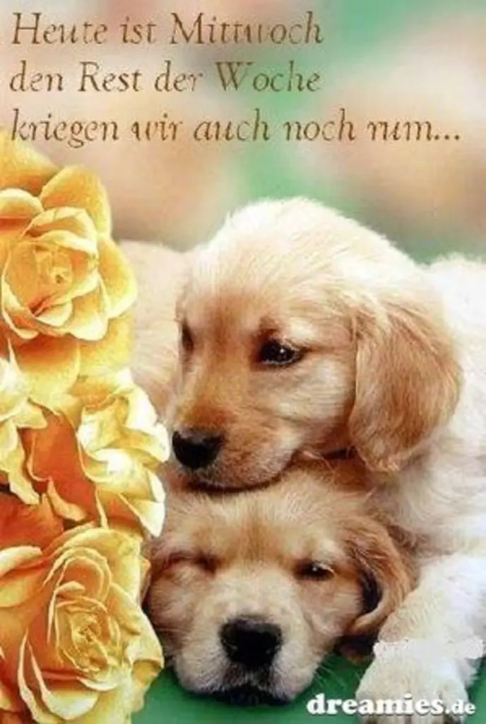 Condolence image of Tanja mit Timmy im Herzen