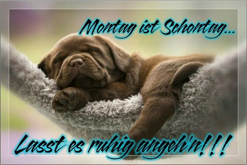 Condolence image of Tanja mit Timmy im Herzen