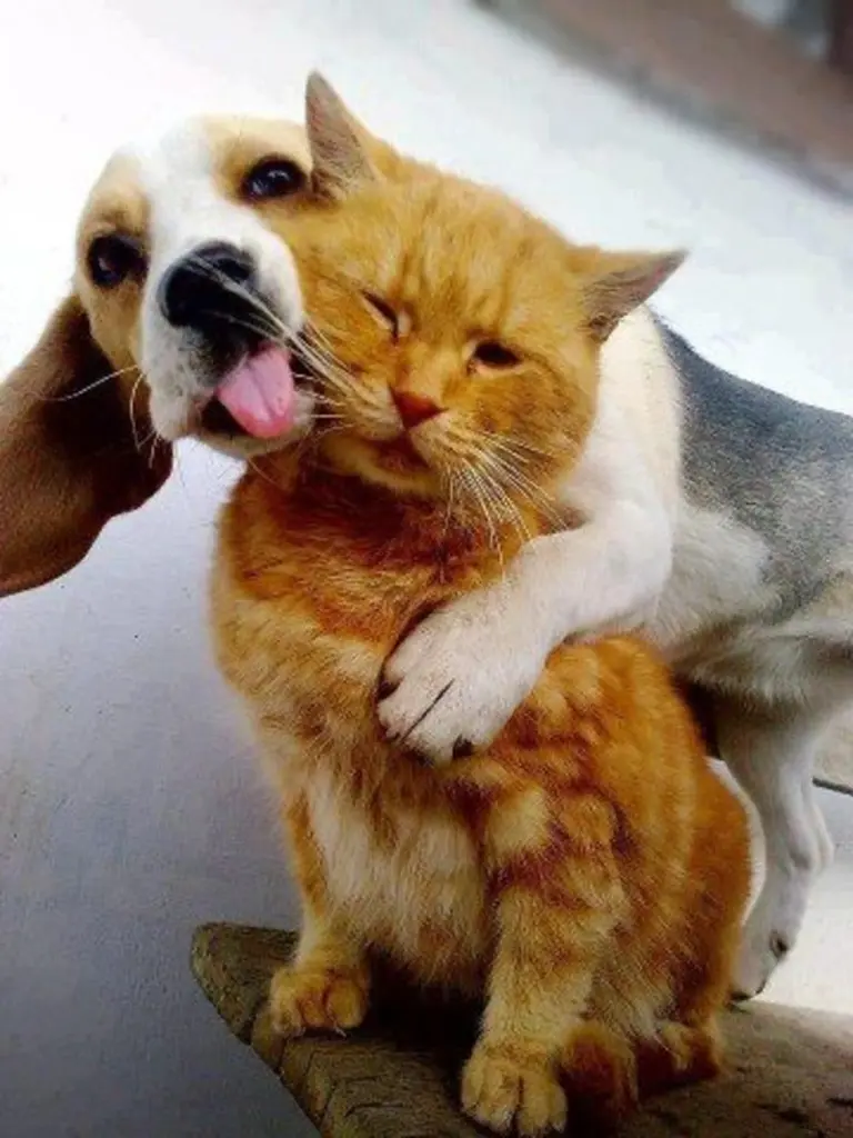 Condolence image of Tanja mit Timmy im Herzen