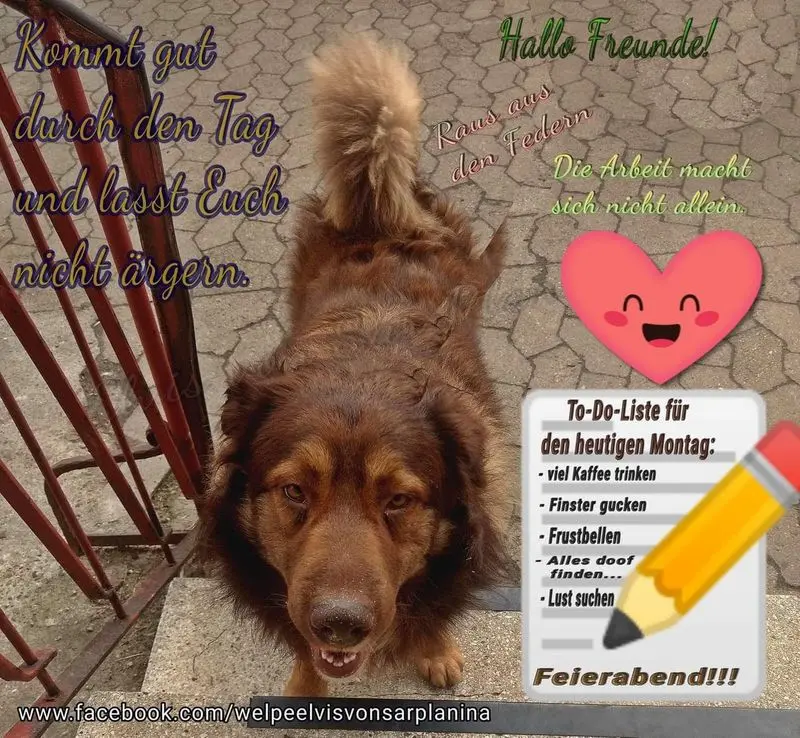 Condolence image of Tanja mit Timmy im Herzen