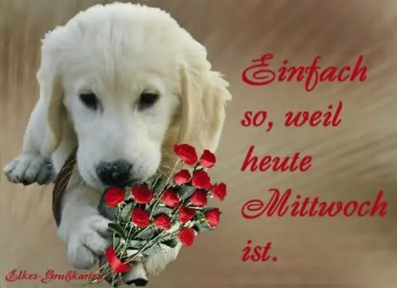 Condolence image of Tanja mit Timmy im Herzen
