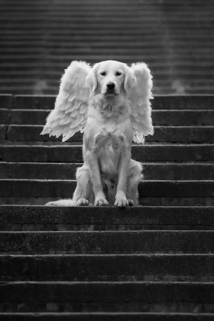 Condolence image of Tanja mit Timmy im Herzen