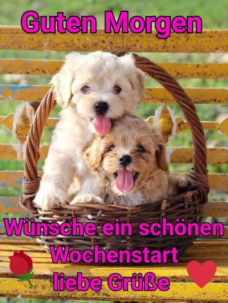 Condolence image of Tanja mit Timmy im Herzen