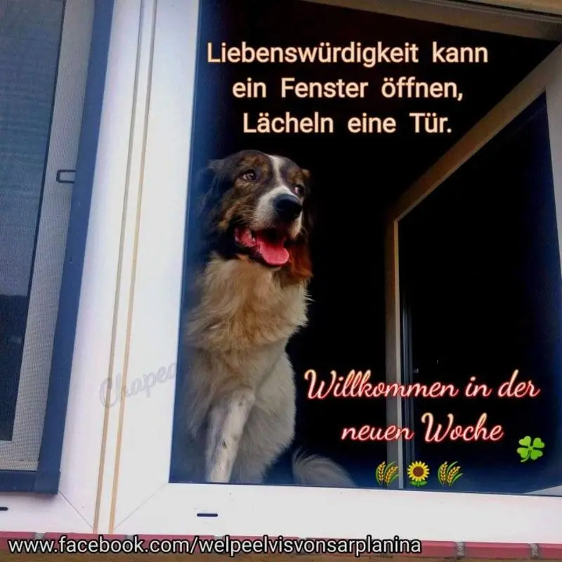 Condolence image of Tanja mit Timmy im Herzen