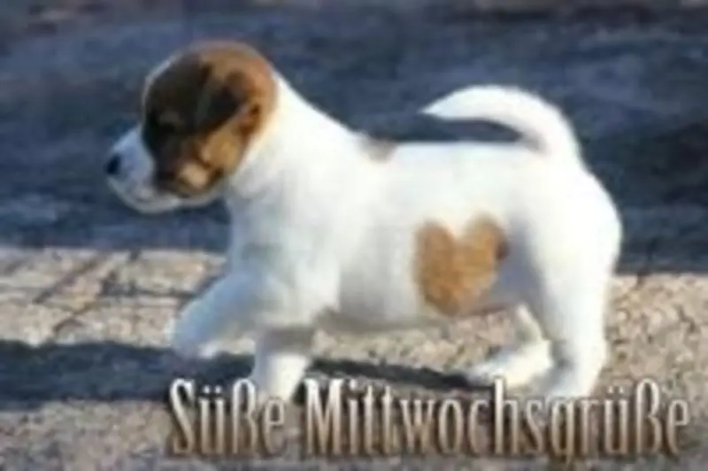 Condolence image of Tanja mit Timmy im Herzen