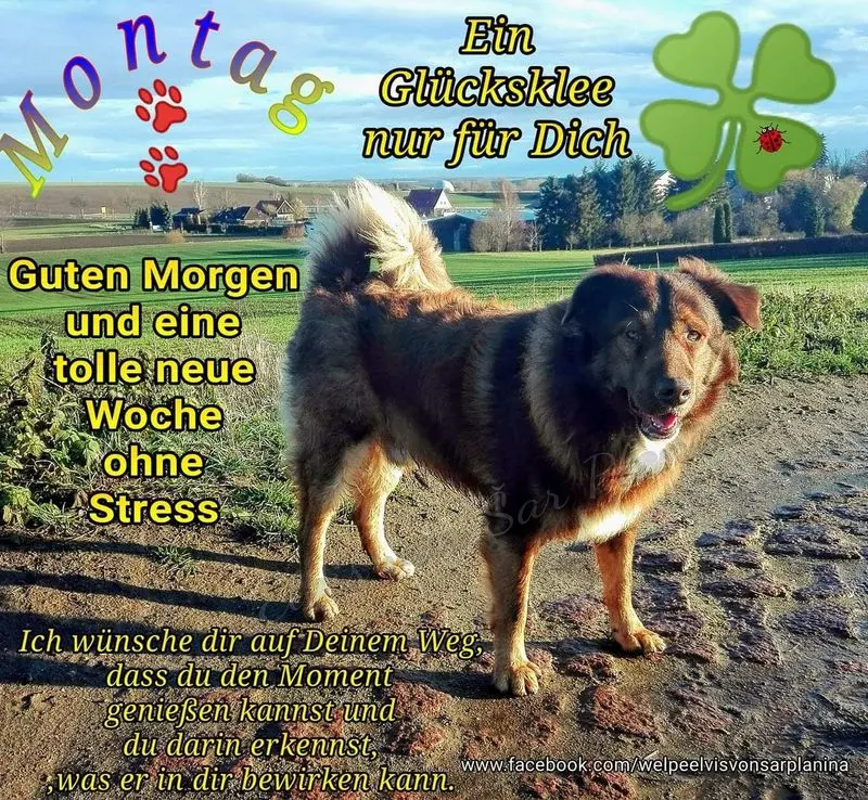 Condolence image of Tanja mit Timmy im Herzen