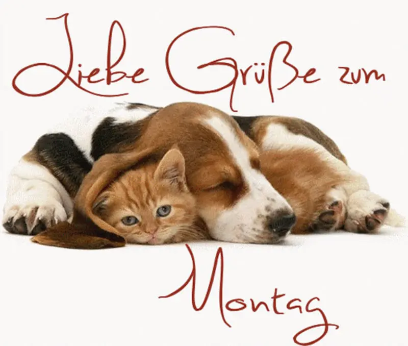 Condolence image of Tanja mit Timmy im Herzen