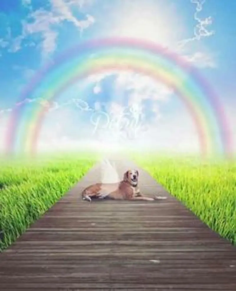 Condolence image of Tanja mit Timmy im Herzen