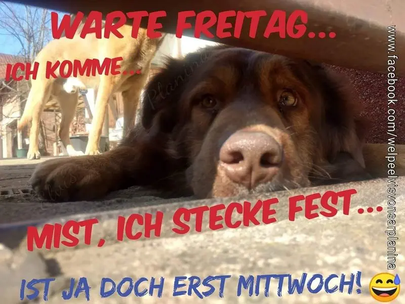 Condolence image of Tanja mit Timmy im Herzen