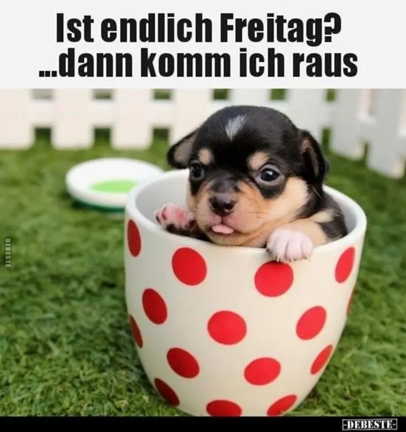 Condolence image of Tanja mit Timmy im Herzen