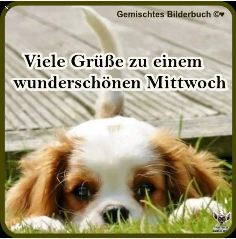 Condolence image of Tanja mit Timmy im Herzen