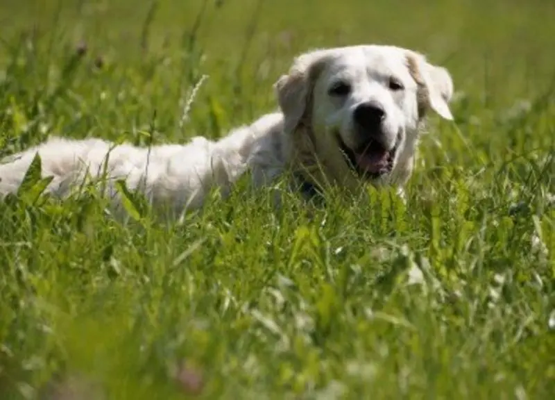 Condolence image of Tanja mit Timmy im Herzen