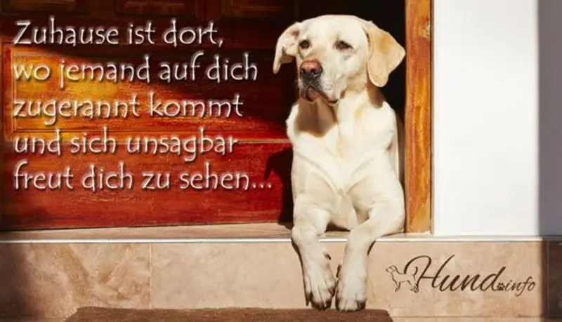 Condolence image of Tanja mit Timmy im Herzen