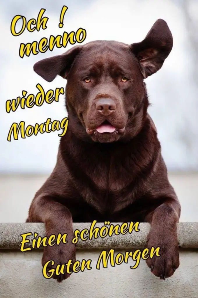 Condolence image of Tanja mit Timmy im Herzen