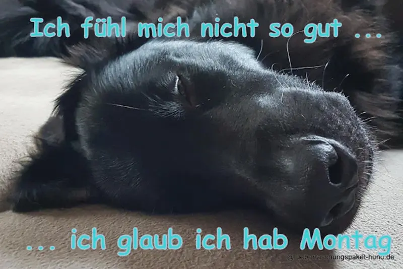 Condolence image of Tanja mit Timmy im Herzen