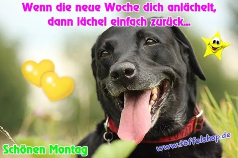 Condolence image of Tanja mit Timmy im Herzen