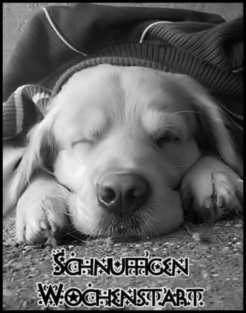 Condolence image of Tanja mit Timmy im Herzen