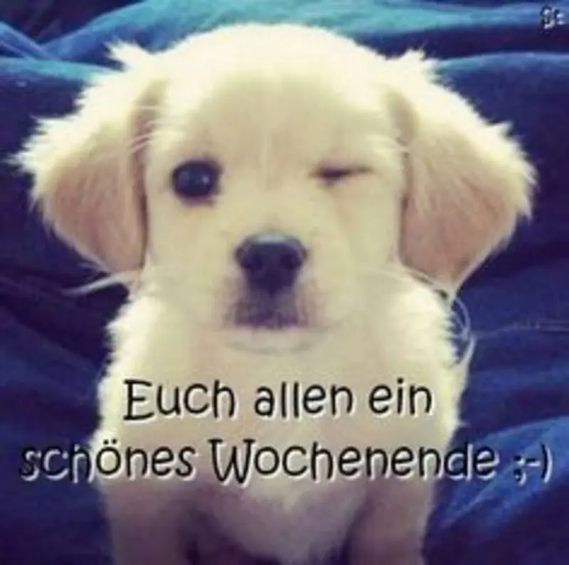 Condolence image of Tanja mit Timmy im Herzen