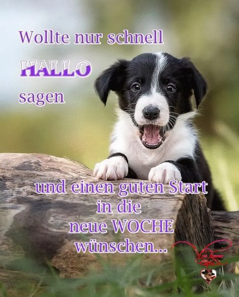 Condolence image of Tanja mit Timmy im Herzen