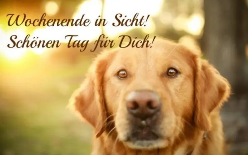 Condolence image of Tanja mit Timmy im Herzen