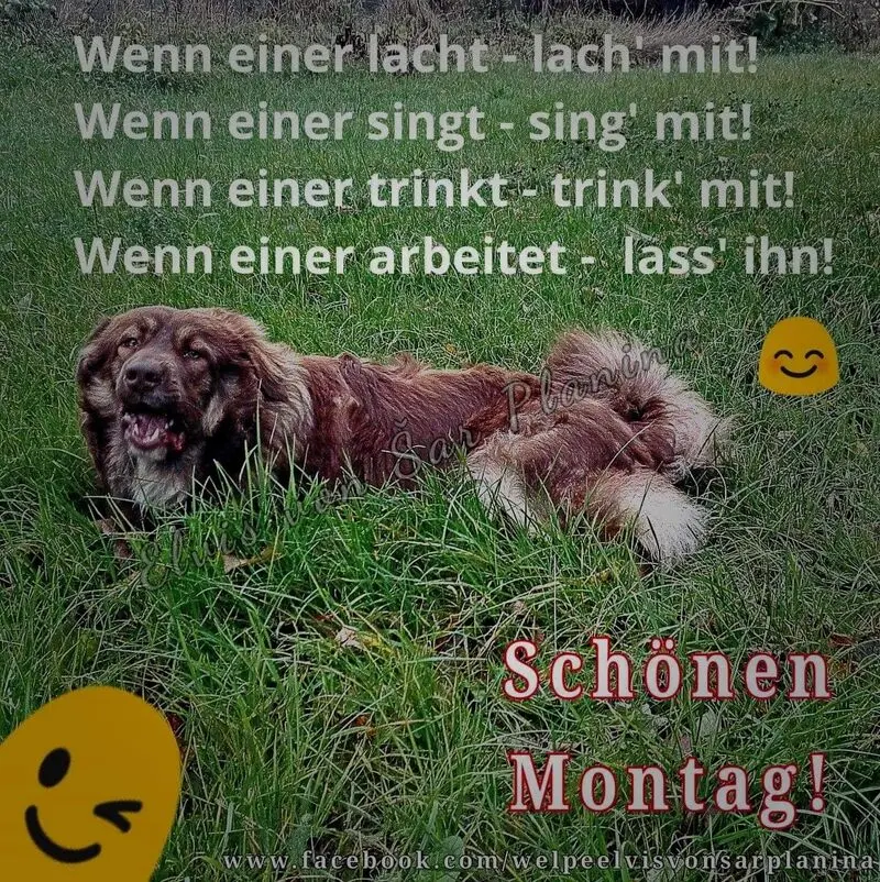Condolence image of Post von Timmys Mutti Tanja an Lina