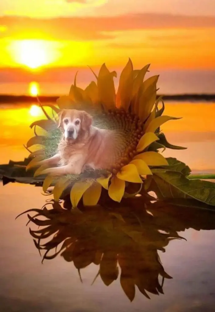 Condolence image of ❤️❤️❤️❤️❤️❤️❤️❤️❤️❤️❤️❤️❤️❤️
