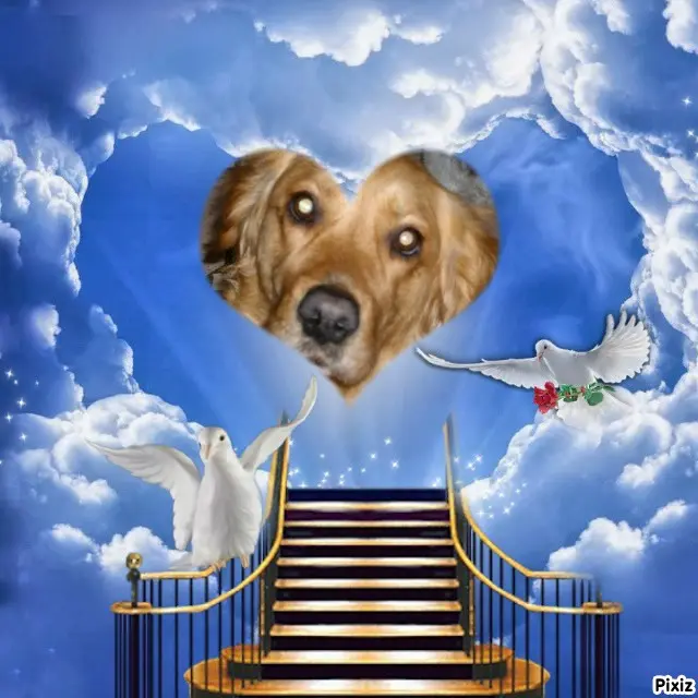 Condolence image of Tanja mit Timmy im Herzen