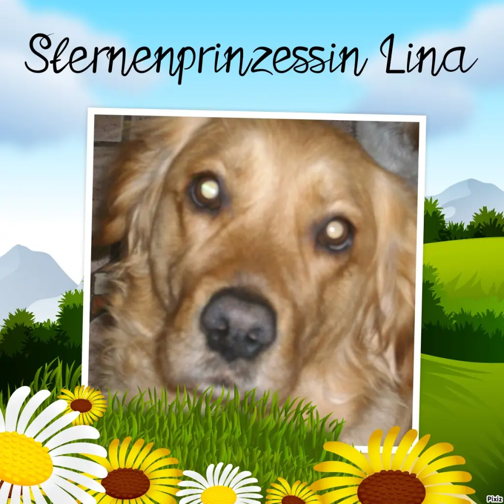 Condolence image of Tanja mit Timmy im Herzen
