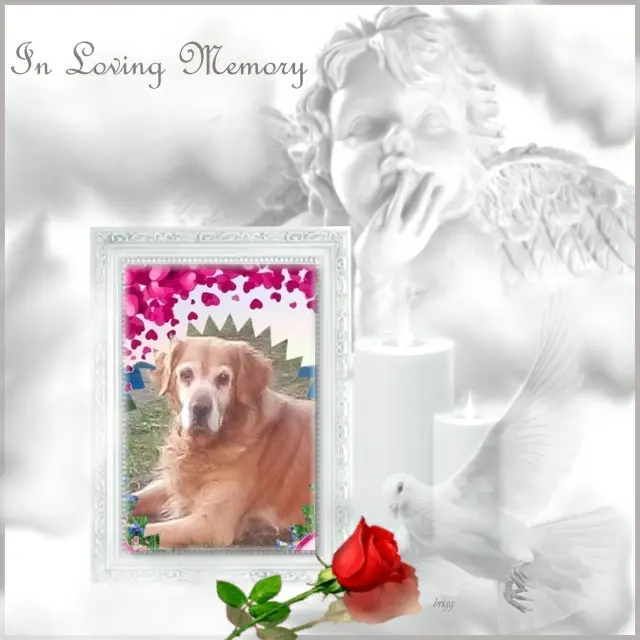 Condolence image of 3. Sternchen❤️❤️❤️Gedenktag❤️❤️❤️