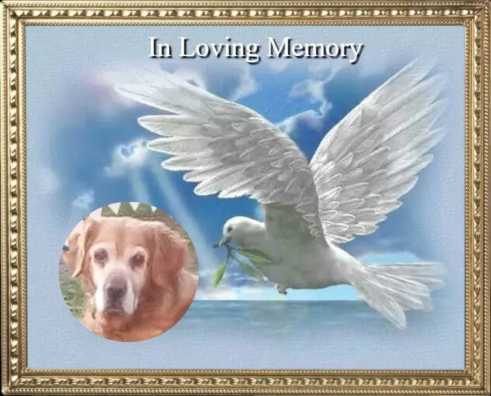 Condolence image of 3. Sternchen❤️❤️❤️Gedenktag❤️❤️❤️
