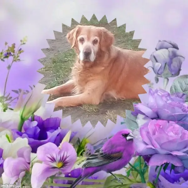Condolence image of Samstag❤️Rosen❤️❤️❤️❤️❤️❤️❤️
