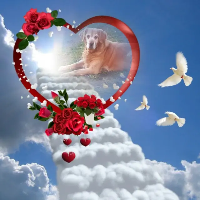 Condolence image of Sonntags❤️Rosen❤️❤️❤️❤️❤️❤️